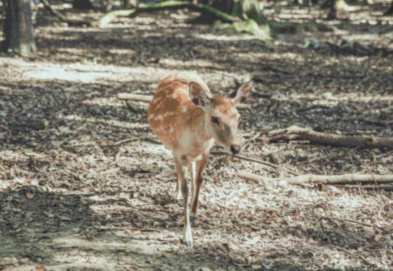 那不勒斯在哪 那不勒斯有什么好玩的