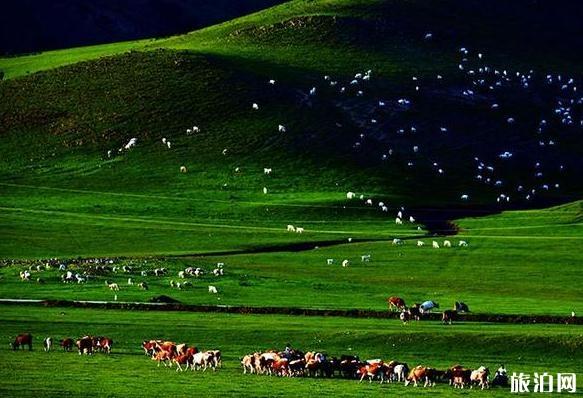 國慶去嘉善縣旅游必備物品？你帶了什么？