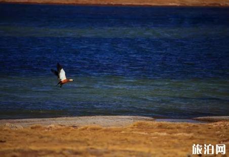 7月去門源旅游必備物品？你帶了什么？