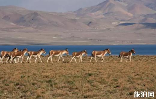 海北哪個寺廟可以住單間_海北寺廟可以吃快餐_海北寺廟注意事項