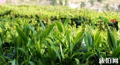 西寧至張家界旅游指南_行程表_景點(diǎn)推薦