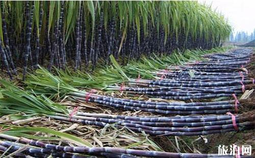 十一假期桐廬三日游 國慶期間桐廬自助游