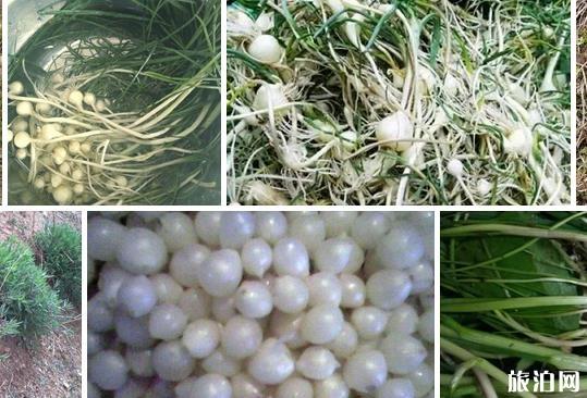 八月淮南穿衣指南_八月去淮南的月份天氣_八月去淮南景點推薦