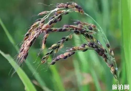 哈蘇海去公路旅行攻略？地址？如何到達