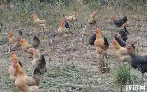 勞動節(jié)去呼和浩特旅游必備物品？你帶了什么？