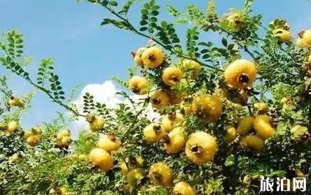 呼和浩特牛街附近的餐飲場所、餐廳和美食