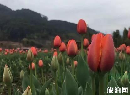 遵義到巴厘島旅游指南_行程_景點(diǎn)推薦