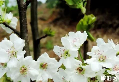 黔西南至北海旅游指南_黔西南至北海旅游安排_(tái)黔西南至北海推薦景點(diǎn)