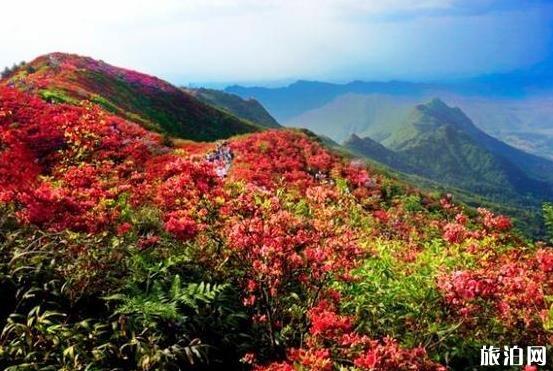 雅安市** *大熊貓綠島公園開業(yè)成美麗城市名片