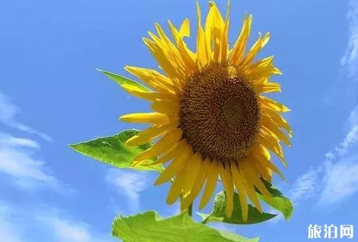 涼山至三亞旅游指南_行程表_景點(diǎn)推薦