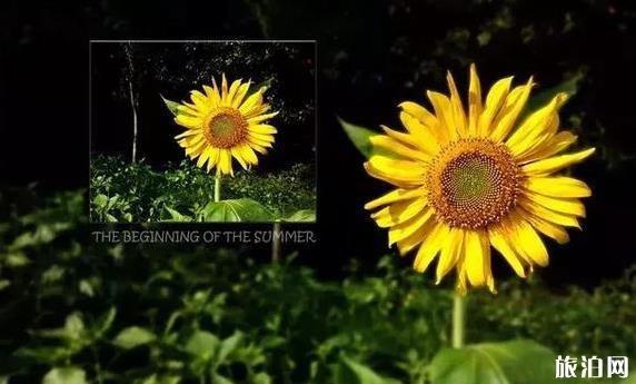 涼山至普吉旅游指南_行程表_景點(diǎn)推薦