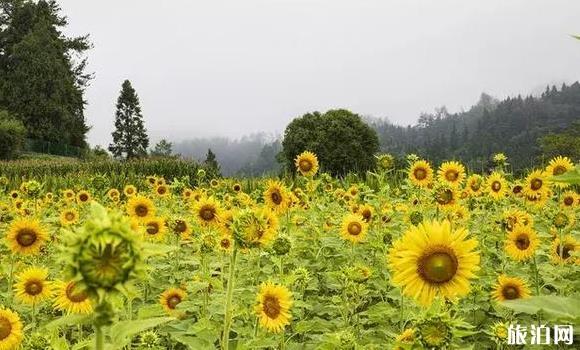 勞動(dòng)節(jié)去河池旅游必備物品？你帶了什么？