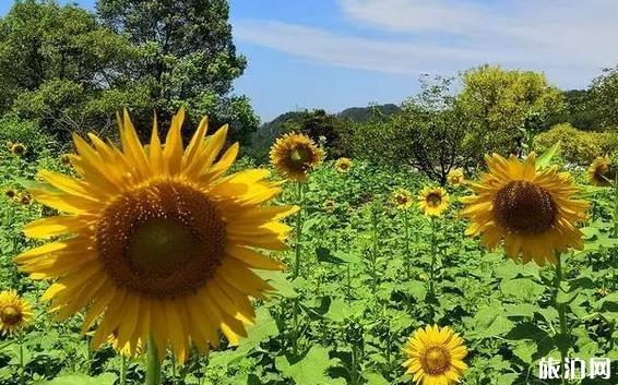 勞動(dòng)節(jié)去河池旅游必備物品？你帶了什么？