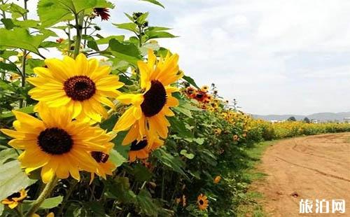 三月河池穿衣指南_三月天氣_三月參觀河池推薦