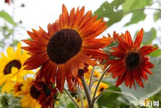 清明節(jié)去防城港穿衣指南_當(dāng)月清明節(jié)去防城港天氣_清明節(jié)去防城港游玩推薦