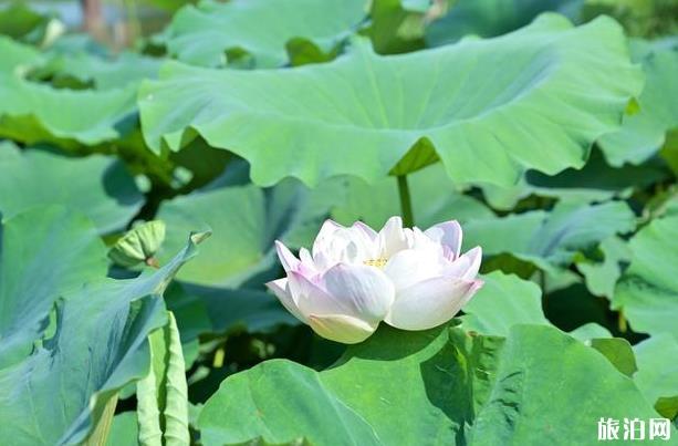 沈陽到仙都走公路旅行路線_行程表_景點(diǎn)推薦