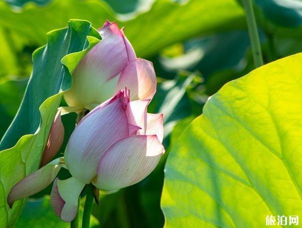 沈陽-西江千戶苗寨走上路旅行路線_行程表_景點(diǎn)推薦