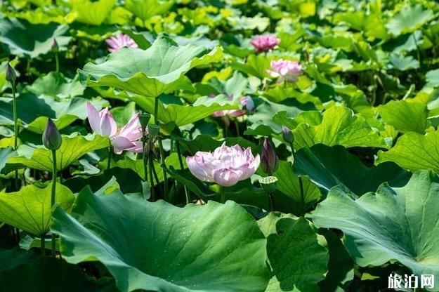 沈陽到西湖公路旅行路線_行程表_景點(diǎn)推薦