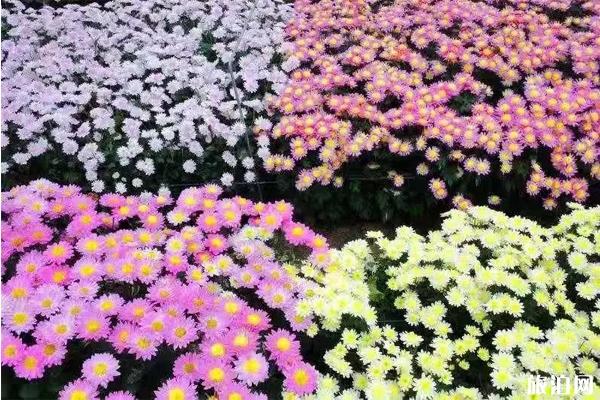 元旦去鹽城怎么樣_元旦去鹽城怎么樣_元旦去鹽城好玩嗎？