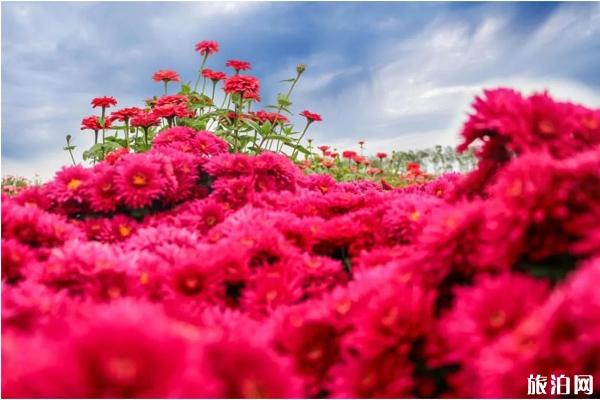 一月去鹽城怎么樣_一月去鹽城怎么樣_一月去鹽城好玩嗎？