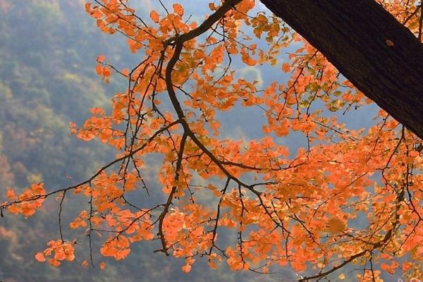 秋天淮安穿衣指南_秋天淮安穿什么衣服_秋天淮安天氣溫度