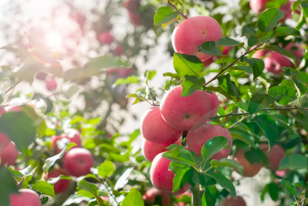 張家界天門山公路游攻略？地址？如何到達(dá)