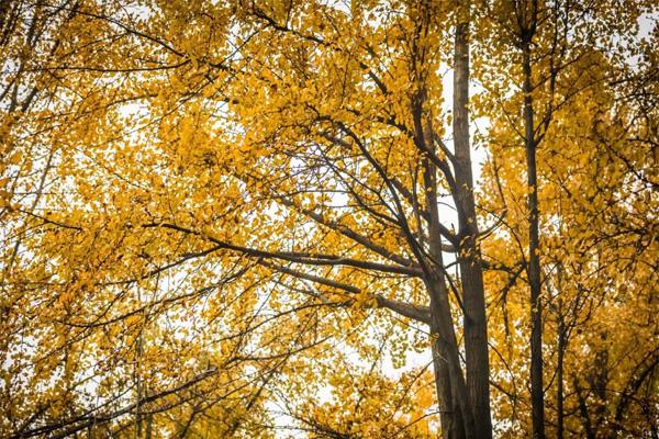 周口哪里放風(fēng)箏_周口哪里放風(fēng)箏_周口哪里放風(fēng)箏