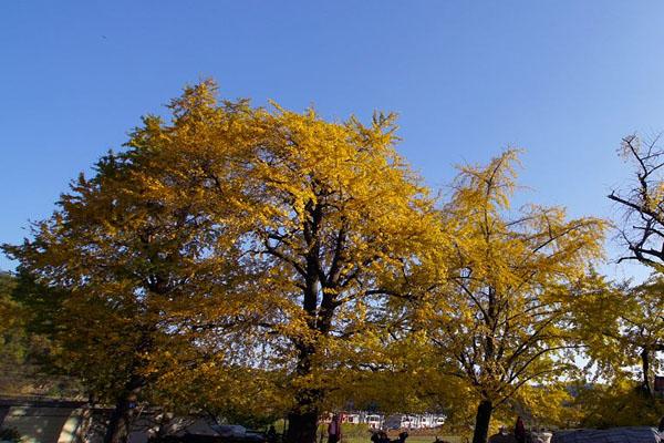 11月去平頂山怎么樣_ 11月去平頂山怎么樣_ 11月去平頂山好玩嗎？