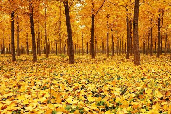 春天去漯河怎么樣_春天去漯河怎么樣_春天去漯河好玩嗎？