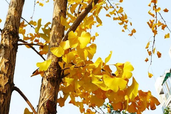 冬天去漯河怎么樣_冬天去漯河的月份天氣_冬天去漯河的推薦食物