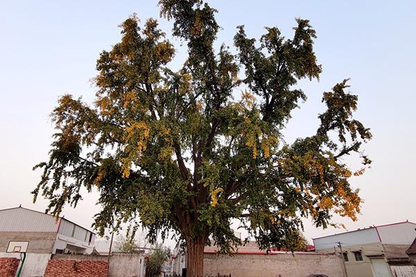 牡丹江有哪些寺廟_牡丹江有哪些寺廟尋求孩子的功效_牡丹江有哪些寺廟尋求婚姻*精神